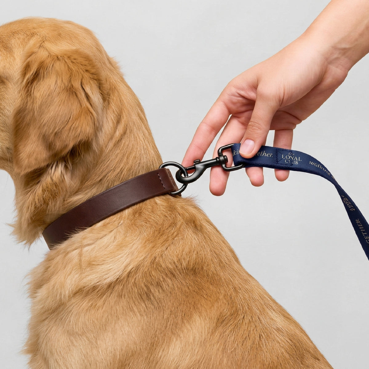 Pet leash · Blue