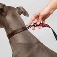 Load image into Gallery viewer, Bordeaux Pet leash
