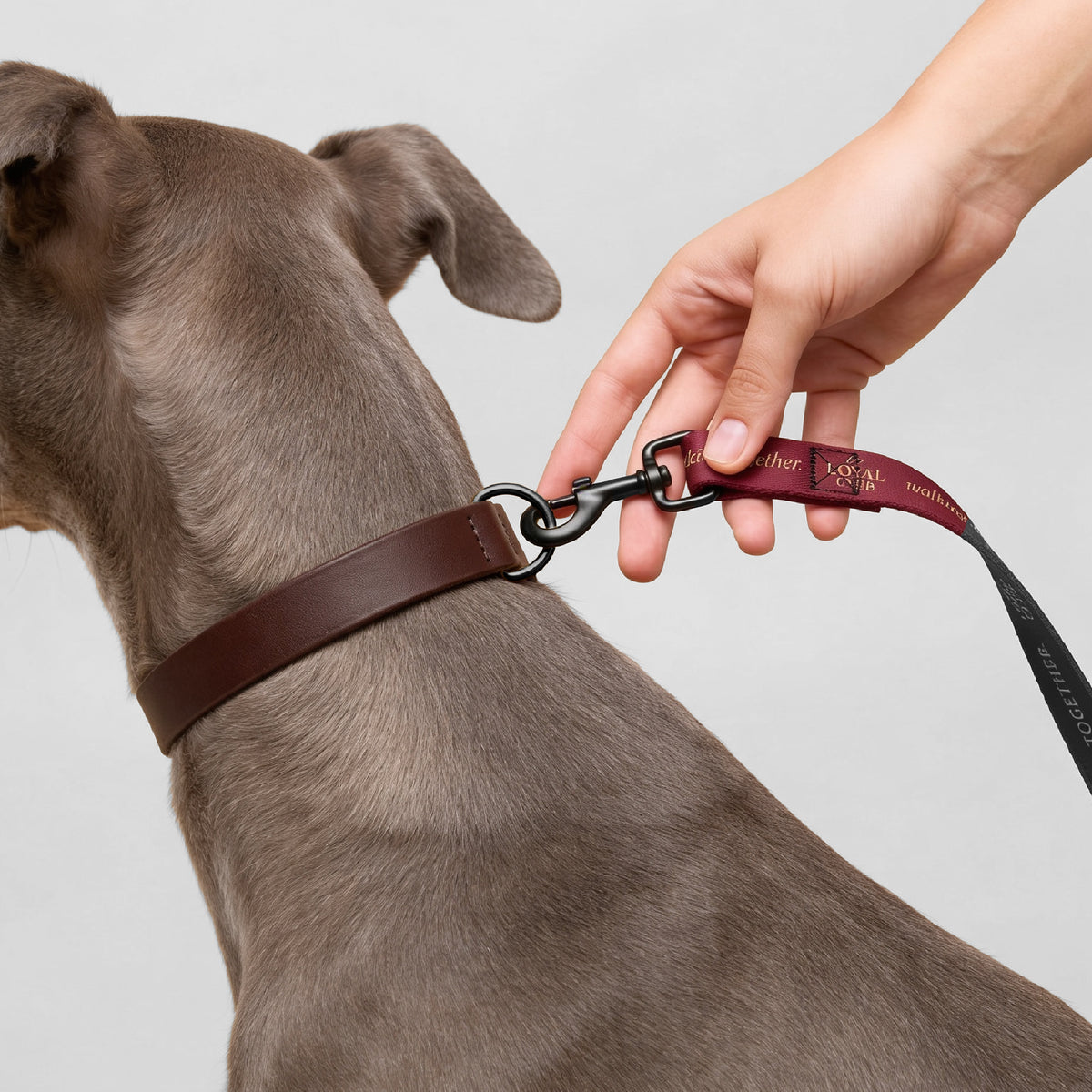 Bordeaux Pet leash