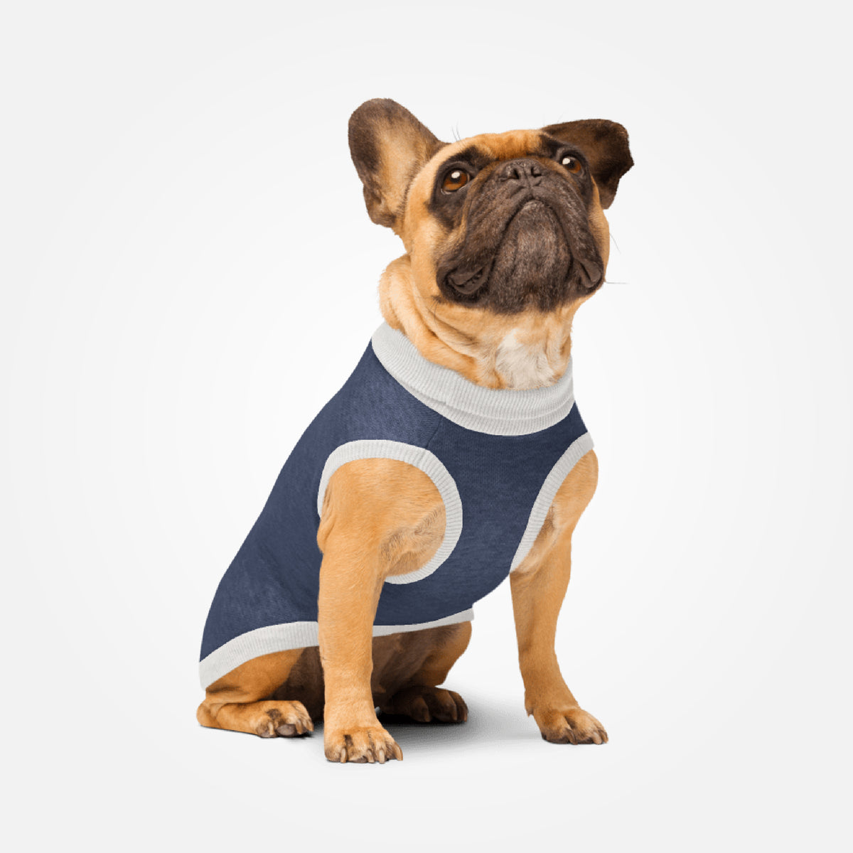 Knitted pet sweater · Blue